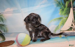 Schnoodle dogs for sale: Galaxy - Image 2
