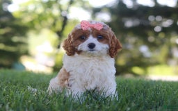 Cavapoo dogs for sale: Iris - Image 7
