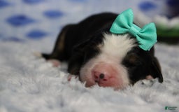 Bernese Mountain Dog dogs for sale: Pebbles - Image 61