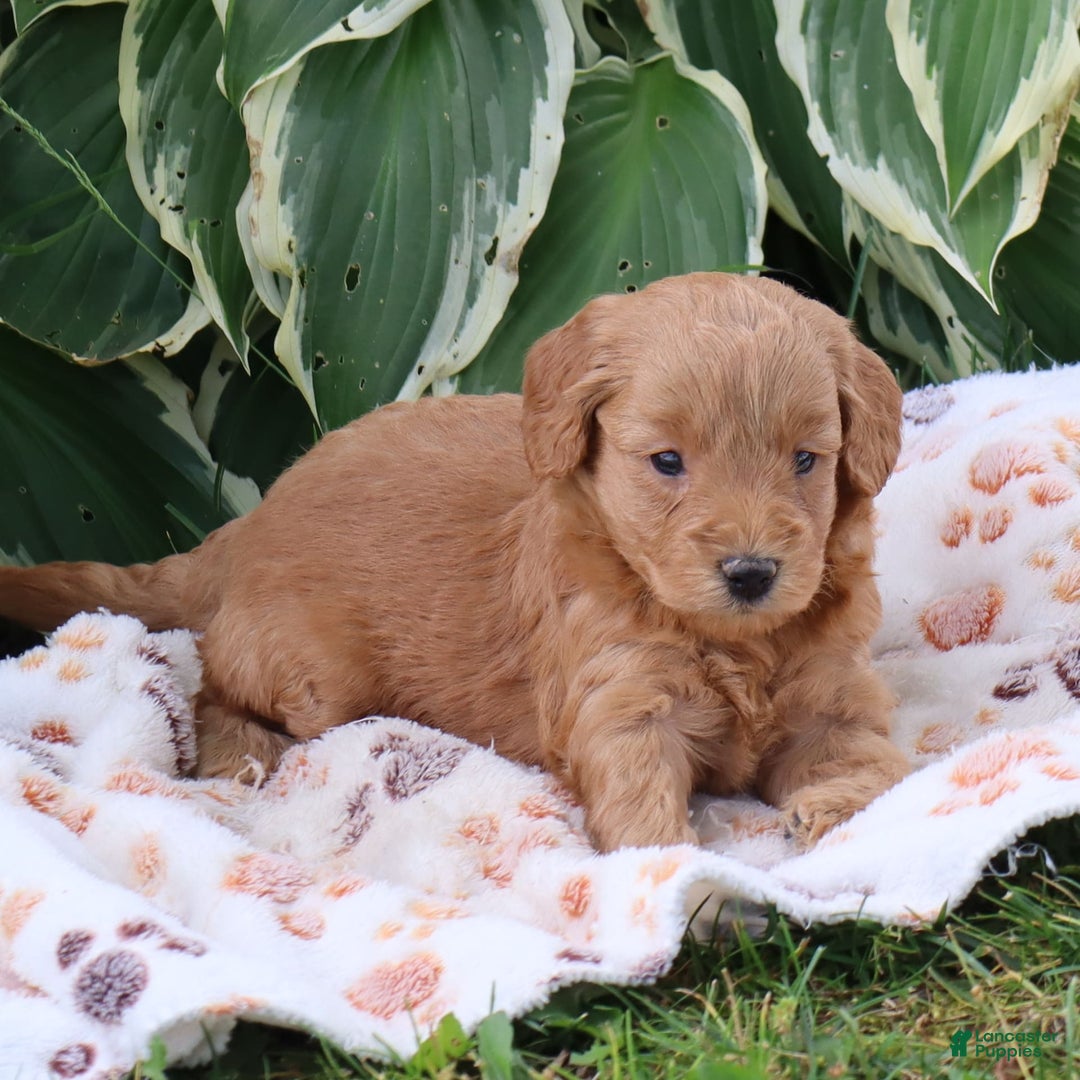 Mini Goldendoodle dogs for sale: Aubrey - Image 7