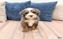 Mini Bernedoodle dogs for sale: Skye - Image 9
