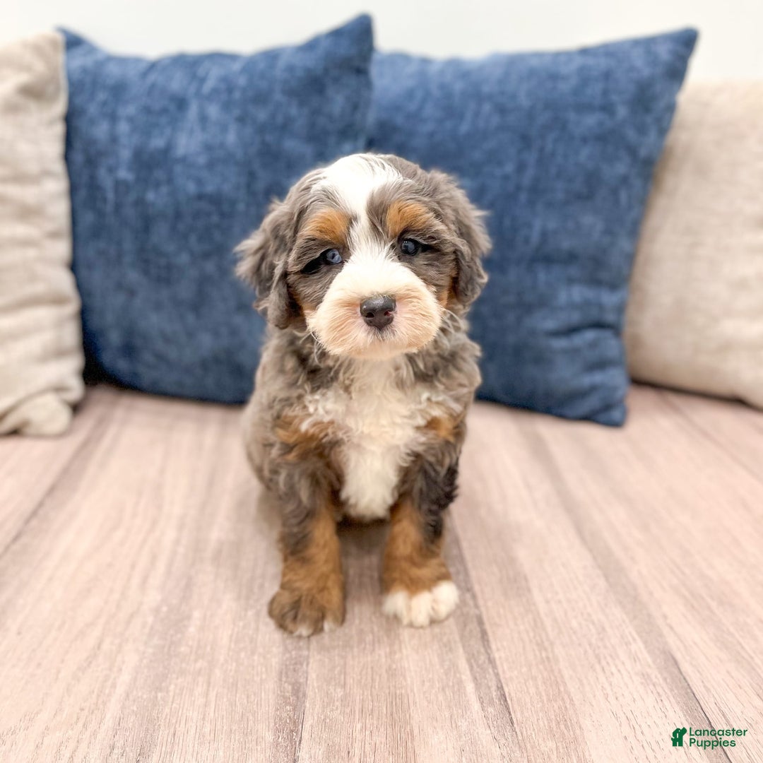 Mini Bernedoodle dogs for sale: Skye - Image 9