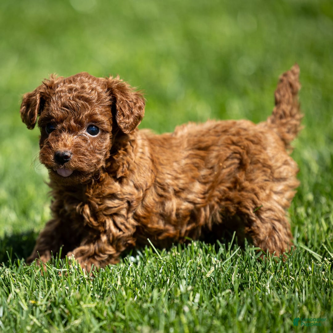 Toy Poodle dogs for sale: Ruby Belle - Image 7