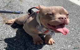American Bully dogs for sale: Lance - Image 20