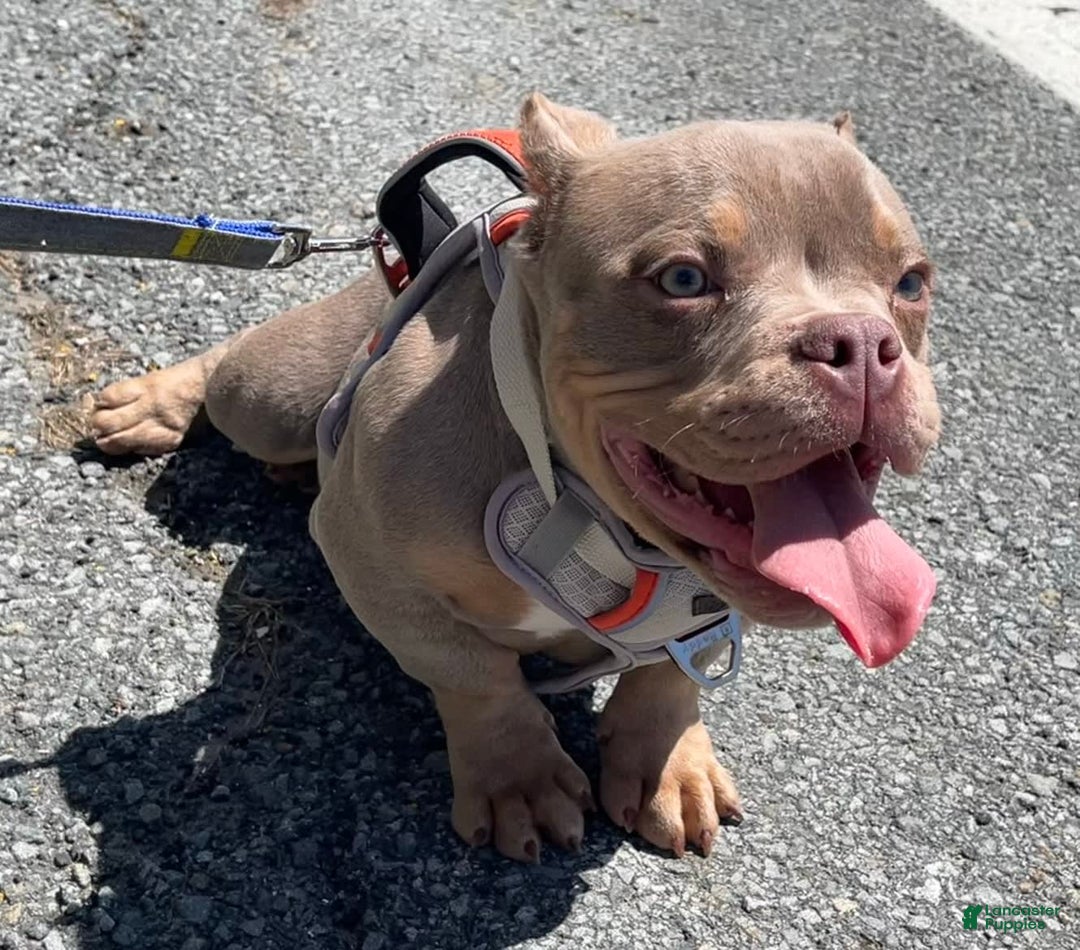American Bully dogs for sale: Lance - Image 20