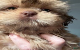 Shih Tzu dogs for sale: Brennan - Image 16