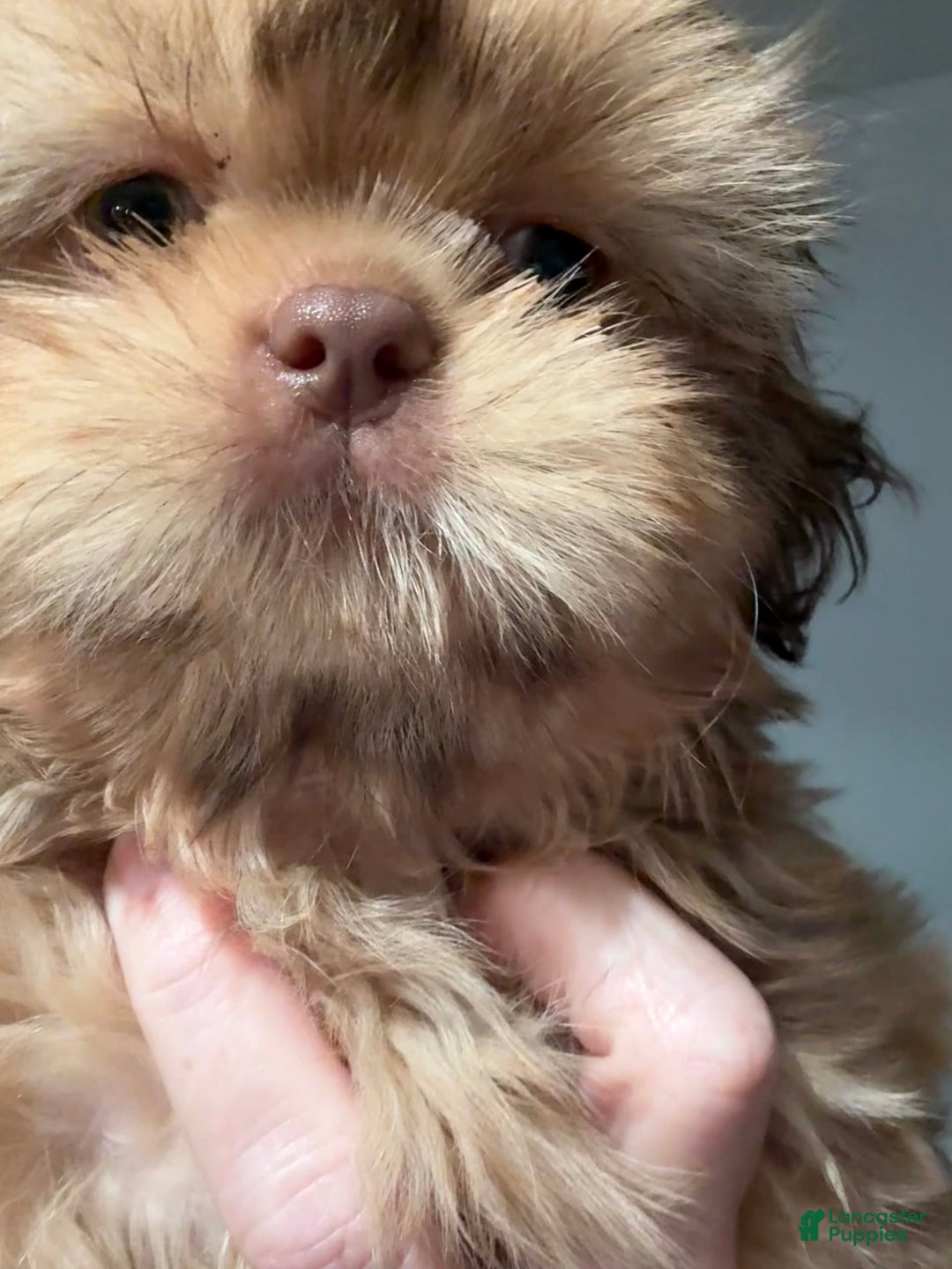 Shih Tzu dogs for sale: Brennan - Image 16