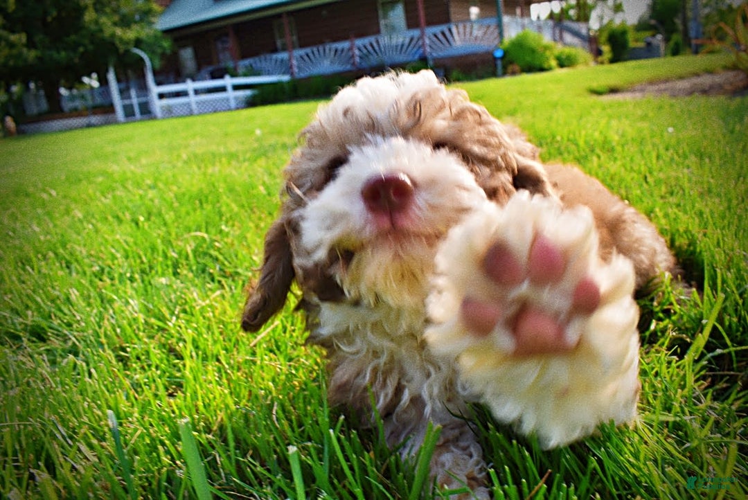 Havapoo dogs for sale: Webster - Image 9