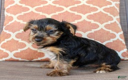 Yorkshire Terrier dogs for sale: Grayson - Image 2