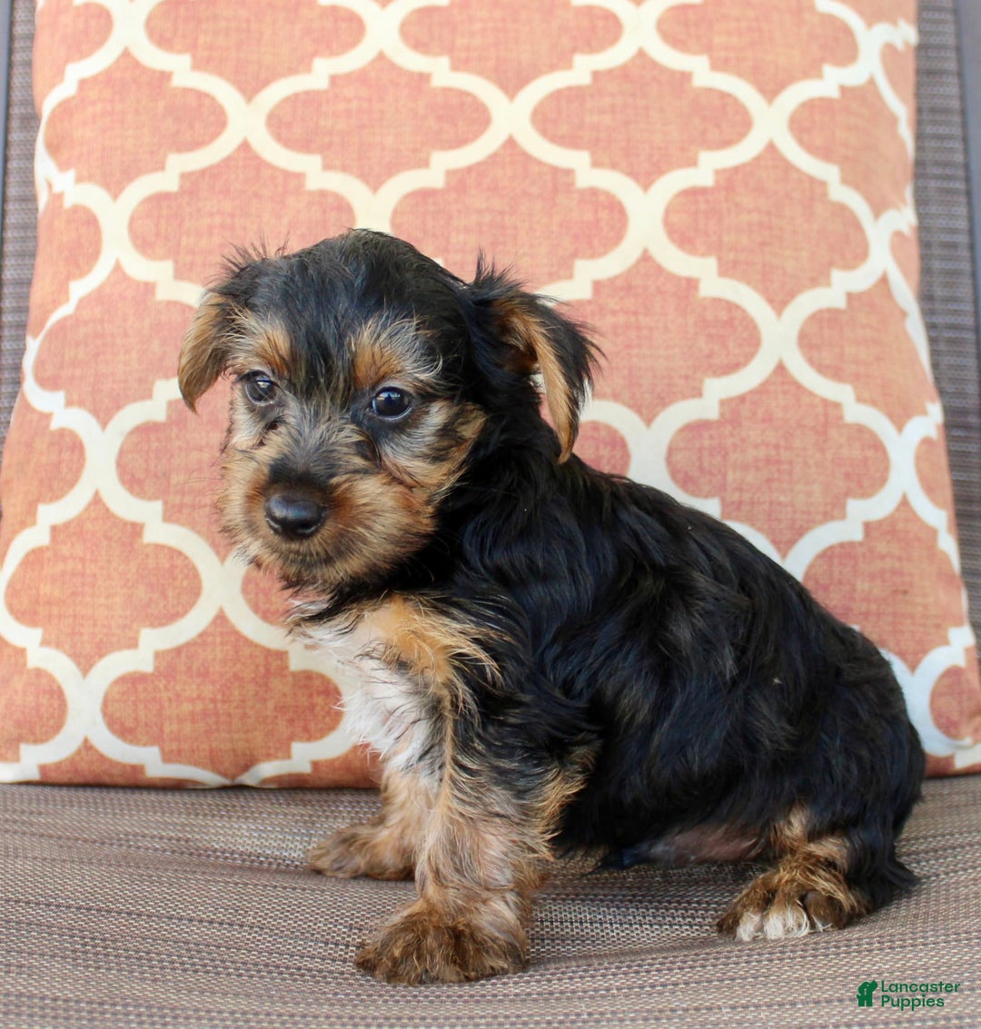 Yorkshire Terrier dogs for sale: Grayson - Image 2