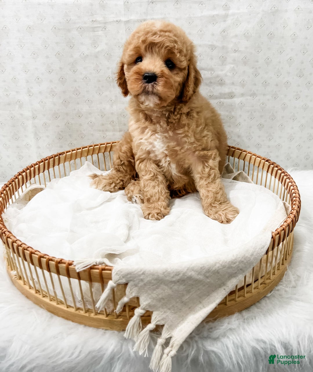 Cavapoo dogs for sale: Joie - Image 5