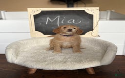 Goldendoodle dogs for sale: Mia - Image 2