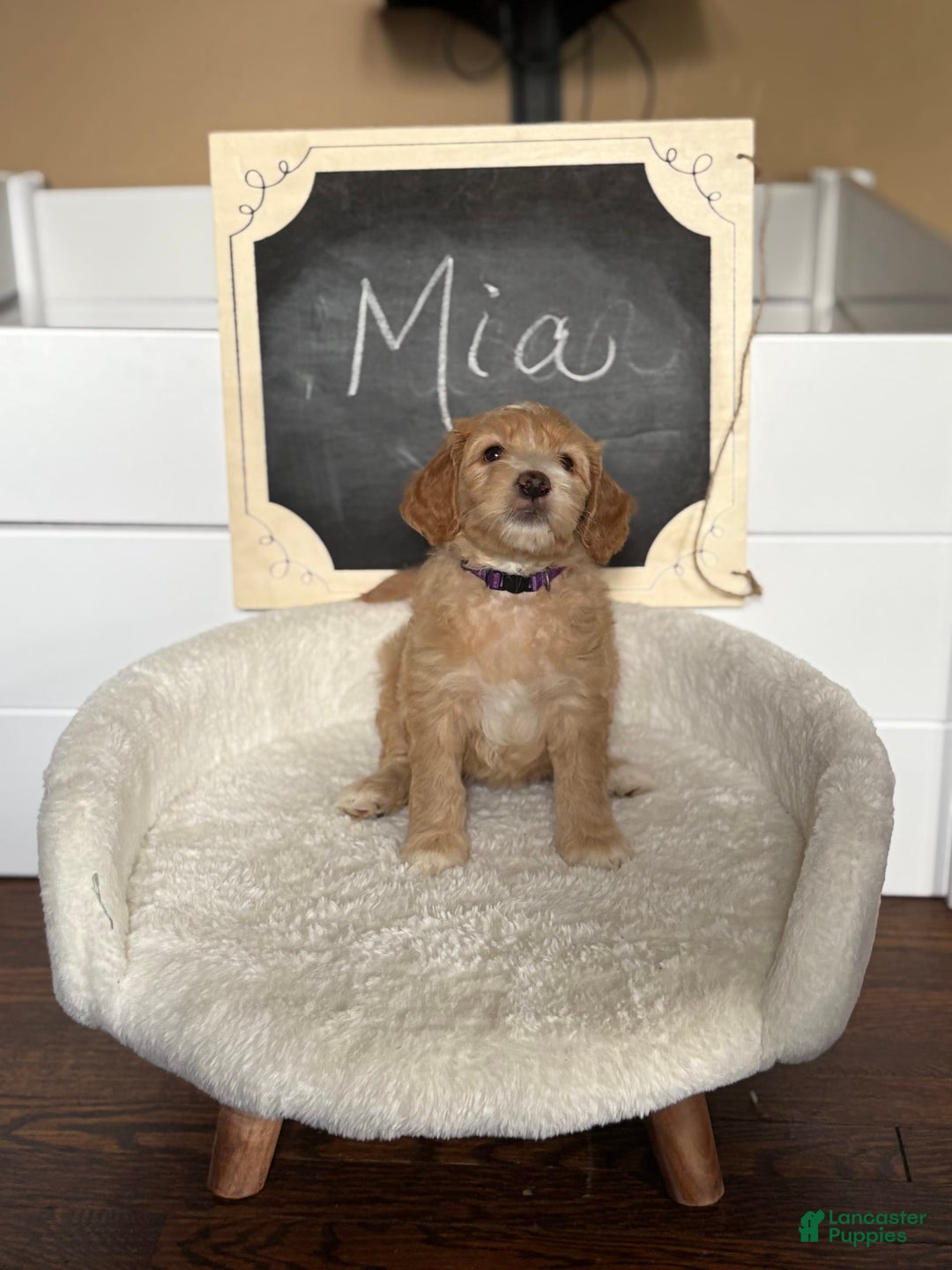 Goldendoodle dogs for sale: Mia - Image 2