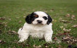 Saint Berdoodles dogs for sale: Buddy - Image 2