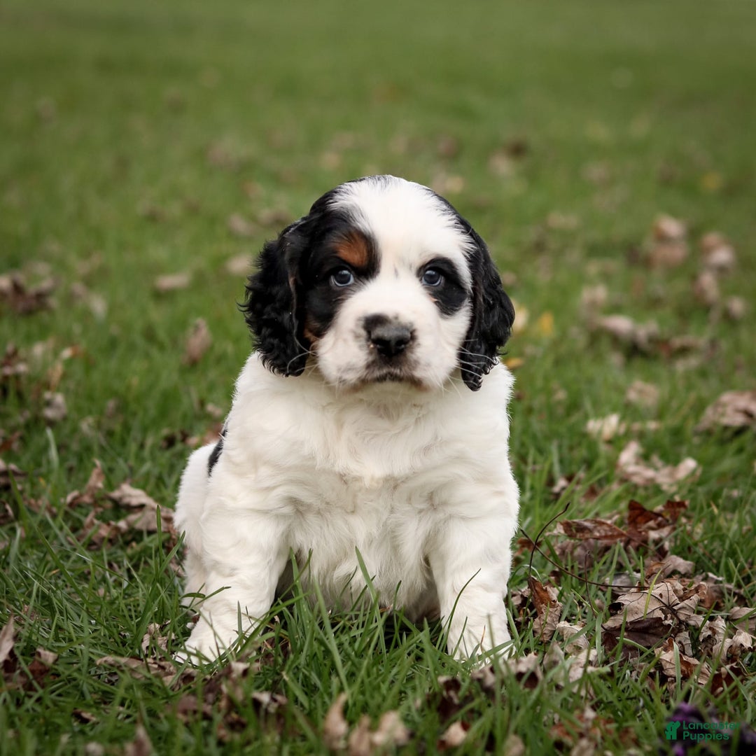 Saint Berdoodles dogs for sale: Buddy - Image 2
