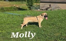 Anatolian Shepherd dogs for sale: Bell - Image 8