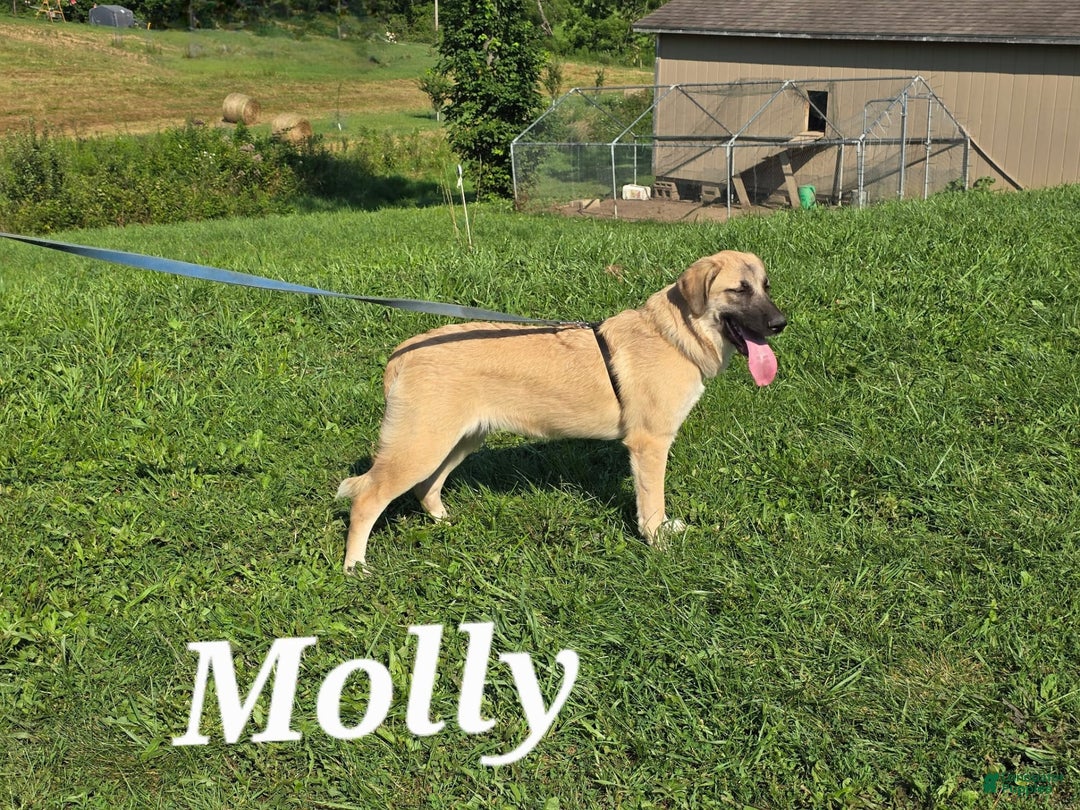Anatolian Shepherd dogs for sale: Bell - Image 8