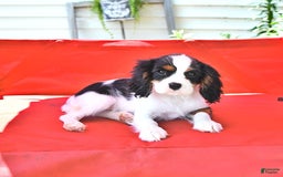 Cavalier King Charles Spaniel dogs for sale: Lola - Image 2
