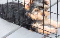 Yorkshire Terrier dogs for sale: Cc - Image 29