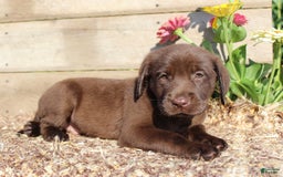Labrador Retriever dogs for sale: Brandon - Image 4
