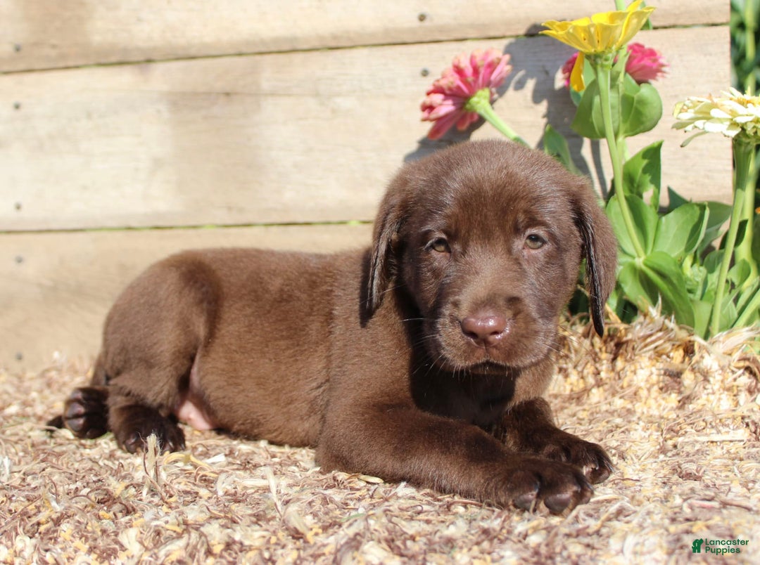 Labrador Retriever dogs for sale: Brandon - Image 4