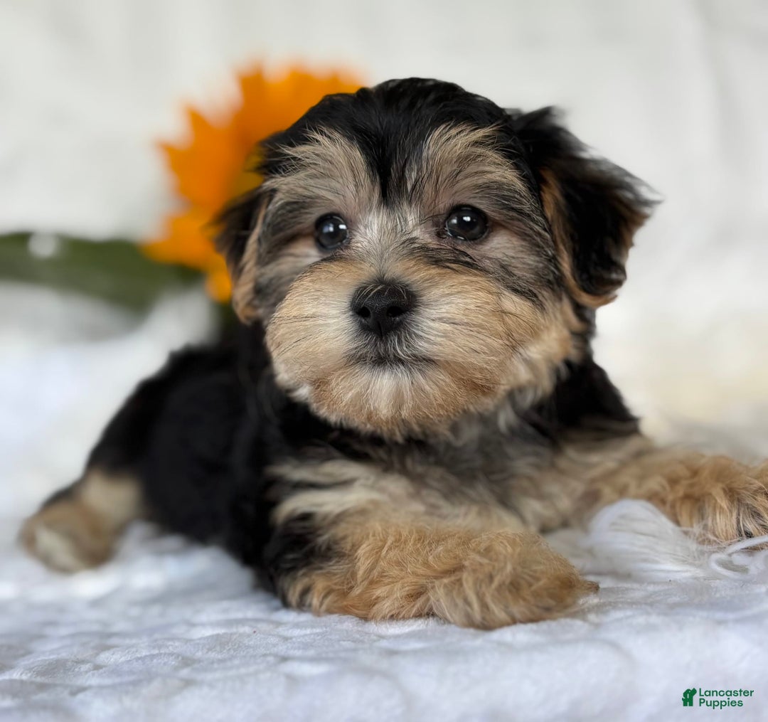 Morkie dogs for sale: LUKE - Image 2