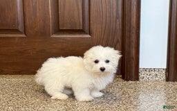 Coton De Tulear dogs for sale: Coton Male 1 - Image 4