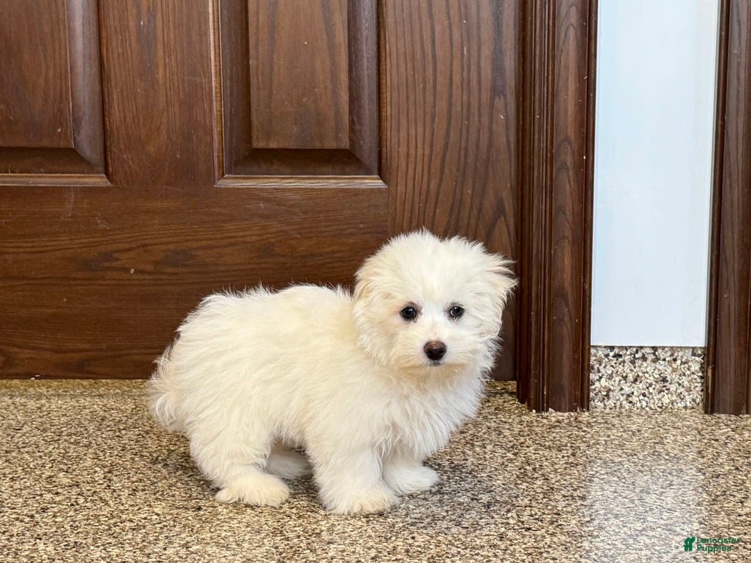 Coton De Tulear dogs for sale: Coton Male 1 - Image 4