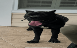 Cane Corso dogs for sale: Gracie - Image 4