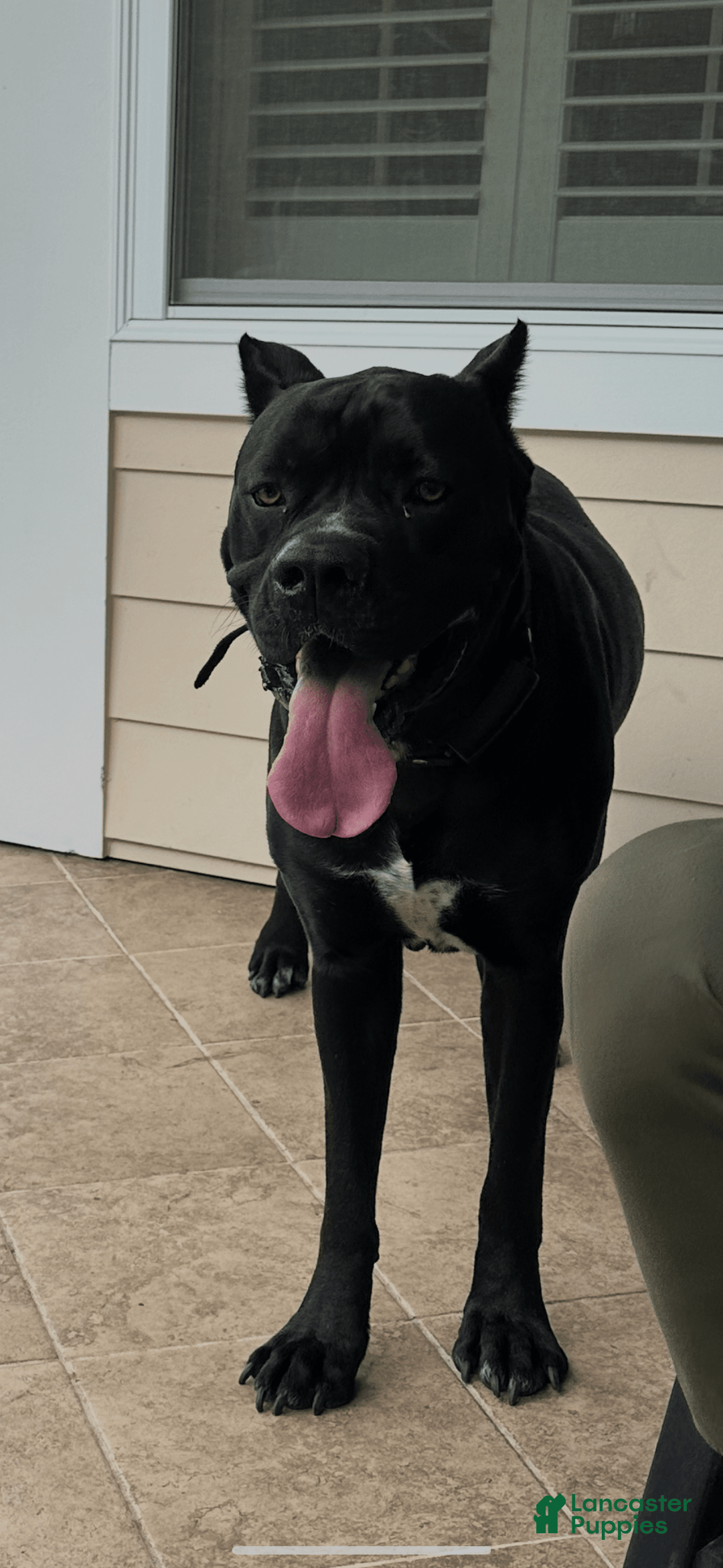 Cane Corso dogs for sale: Gracie - Image 4