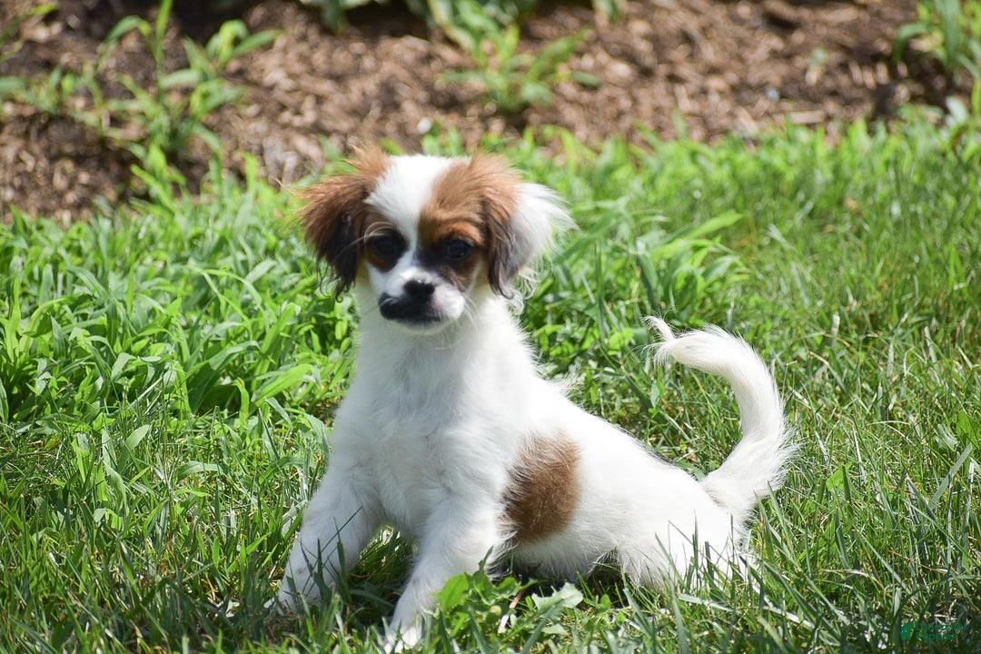 Cavapoo dogs for sale: Megan - Image 12