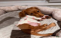 Miniature Dachshund dogs for sale: Princess - Image 4