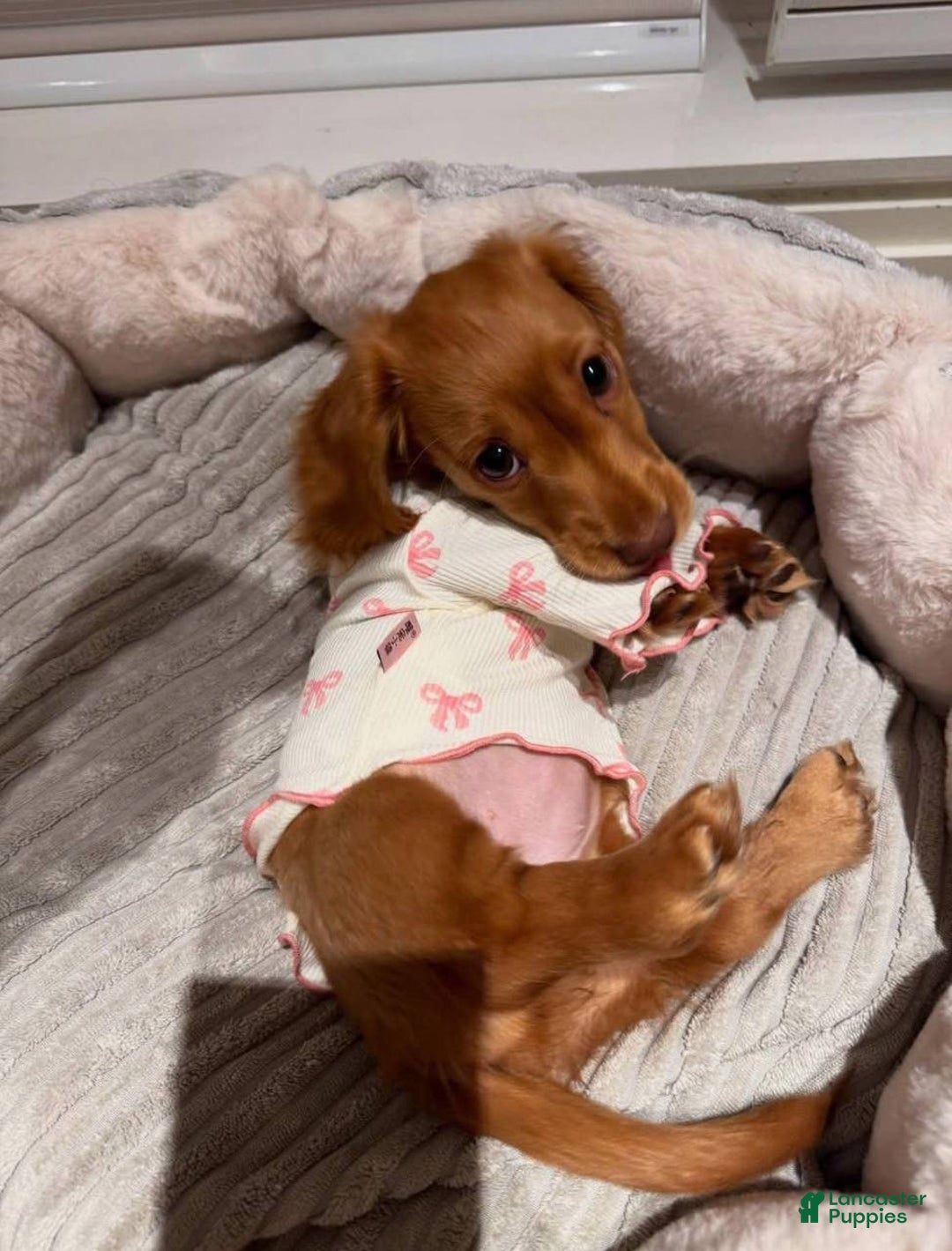 Miniature Dachshund dogs for sale: Princess - Image 4
