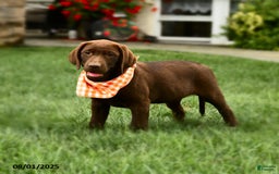 Labrador Retriever dogs for sale: Whisper - Image 3
