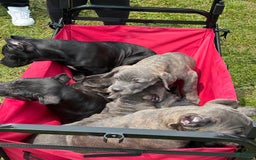 Cane Corso dogs for sale: Deacon - Image 5