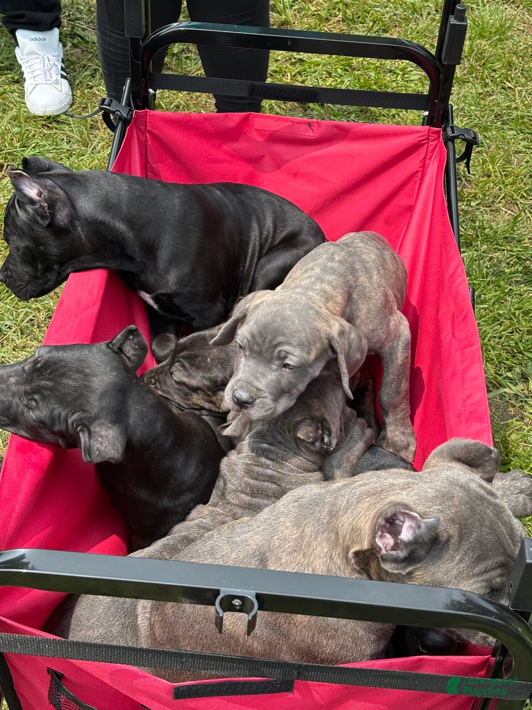 Cane Corso dogs for sale: Deacon - Image 5