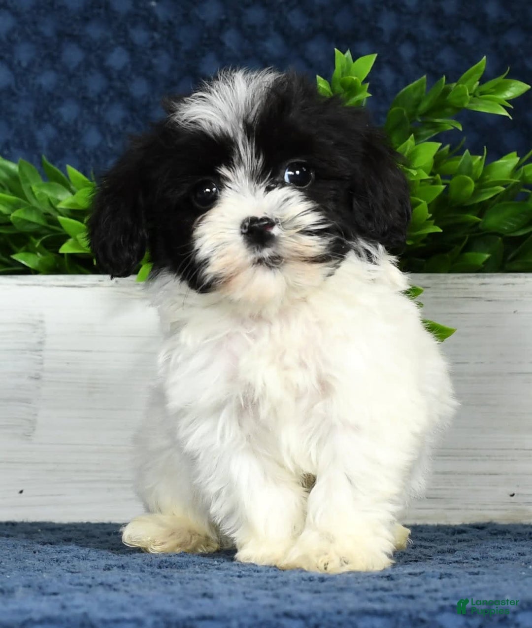 Havapoo dogs for sale: Wesley - Image 9