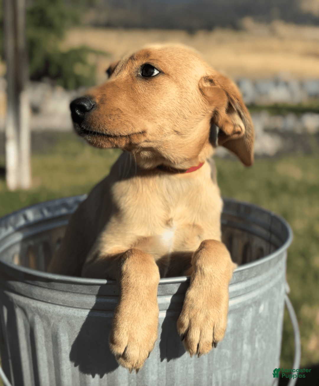 Labrador Retriever dogs for sale: Simba - Image 8