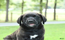 Cane Corso dogs for sale: Moonlight - Image 2