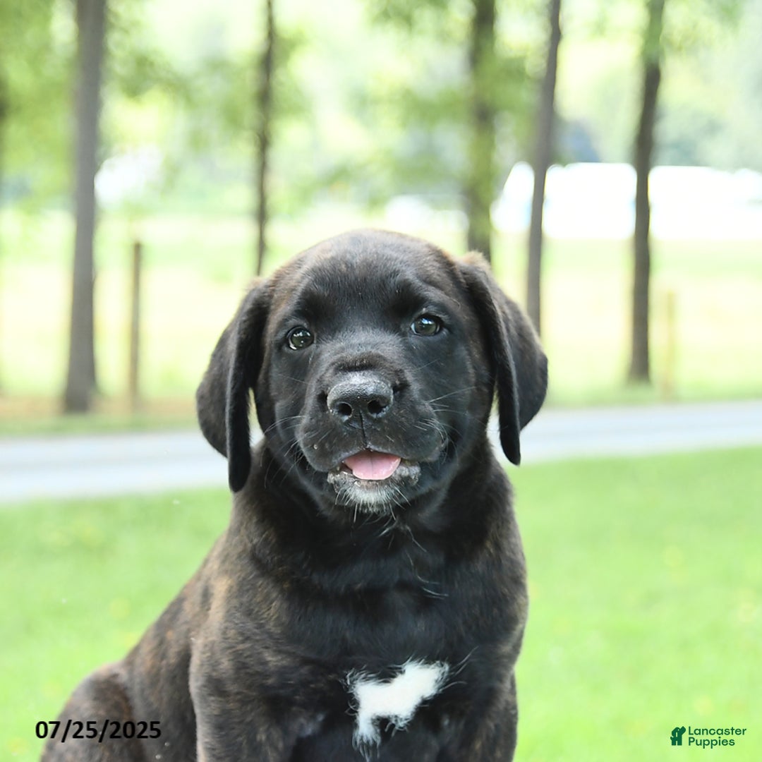 Cane Corso dogs for sale: Moonlight - Image 2