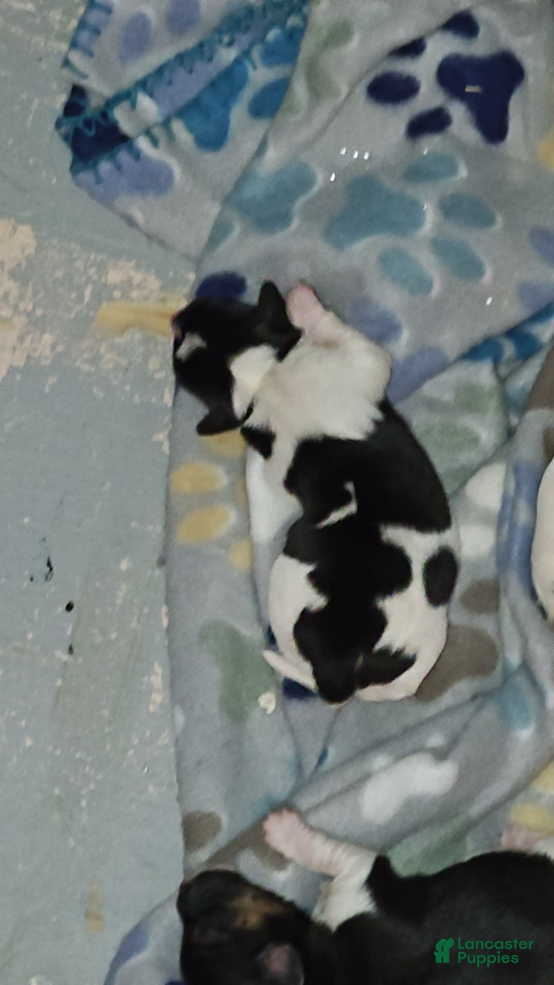 Jack Russell Terrier dogs for sale: Girl Black And White - Image 7