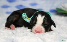 Bernese Mountain Dog dogs for sale: Cherrio - Image 5