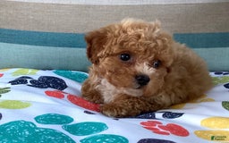 Havapoo dogs for sale: Havapoo 6 puppies - Image 5