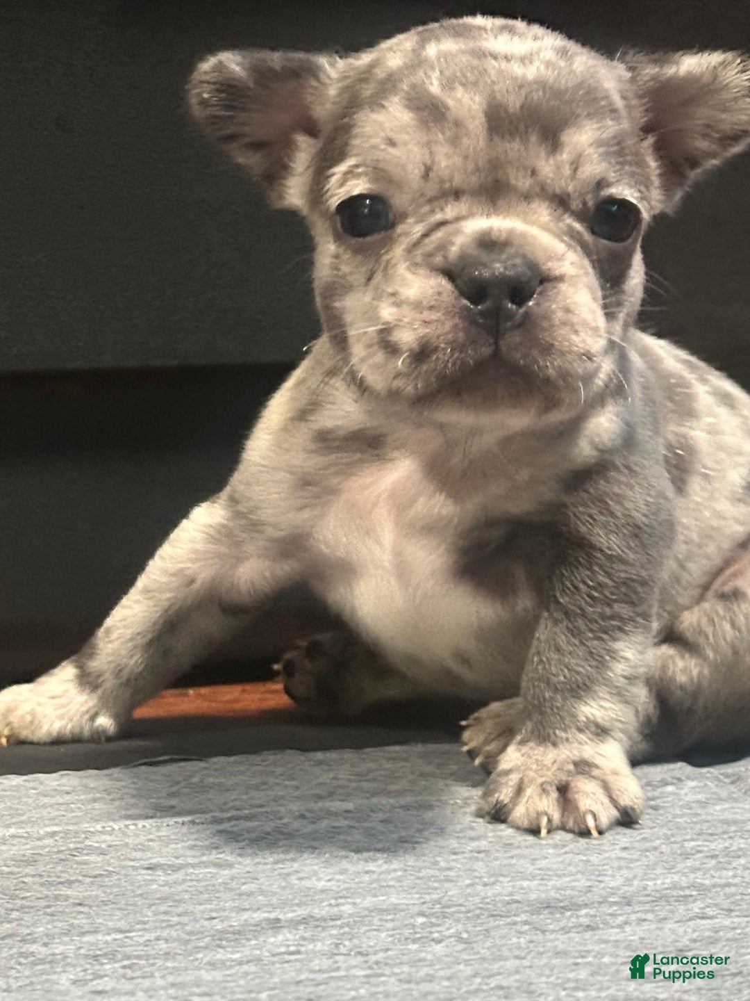 French Bulldog dogs for sale: Gonzo - Image 9