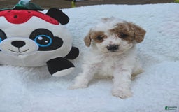 Toy Poodle dogs for sale: Taffey - Image 3