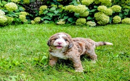 Bernedoodle dogs for sale: Dolly - Image 5