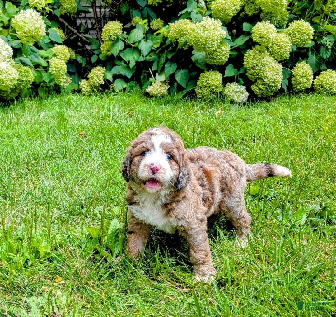 Bernedoodle dogs for sale: Dolly - Image 5