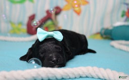 Mini Bernedoodle dogs for sale: Mini Bernedoodle 6 puppies - Image 19