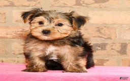 Yorkshire Terrier dogs for sale: Frisky - Image 9