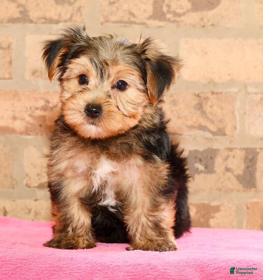 Yorkshire Terrier dogs for sale: Frisky - Image 9